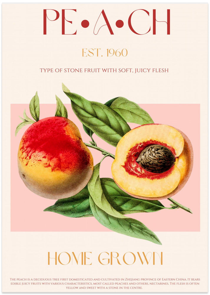 Vintage Style Peach Illustration - Art Print by Nazma Khokhar