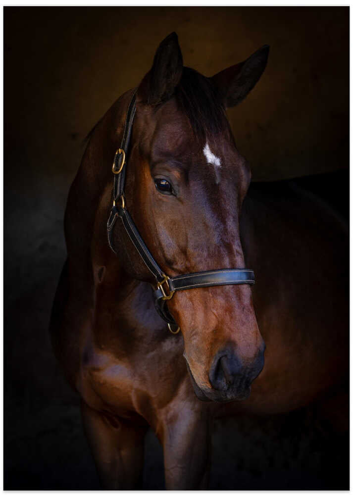 The Horse - Art Print by Hein Jonker