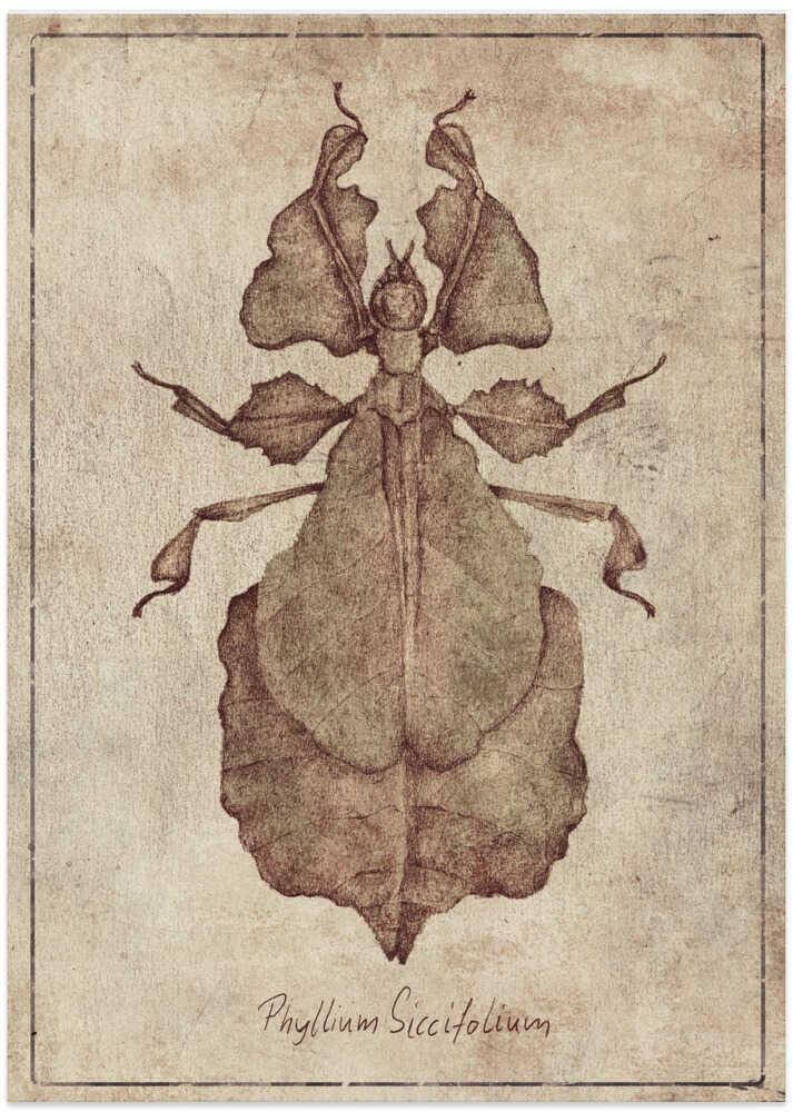 Phyllium Siccifolium Copy - Art Print by Mike Koubou