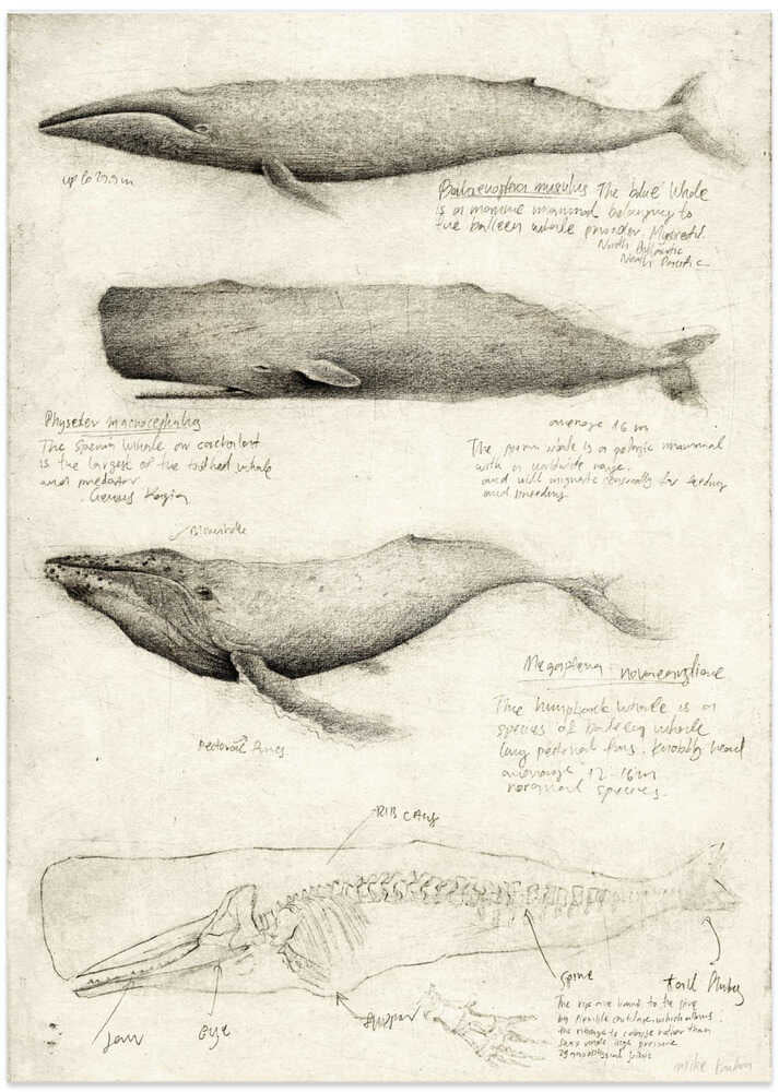 Sketches Of Various Whale - Art Print by Mike Koubou