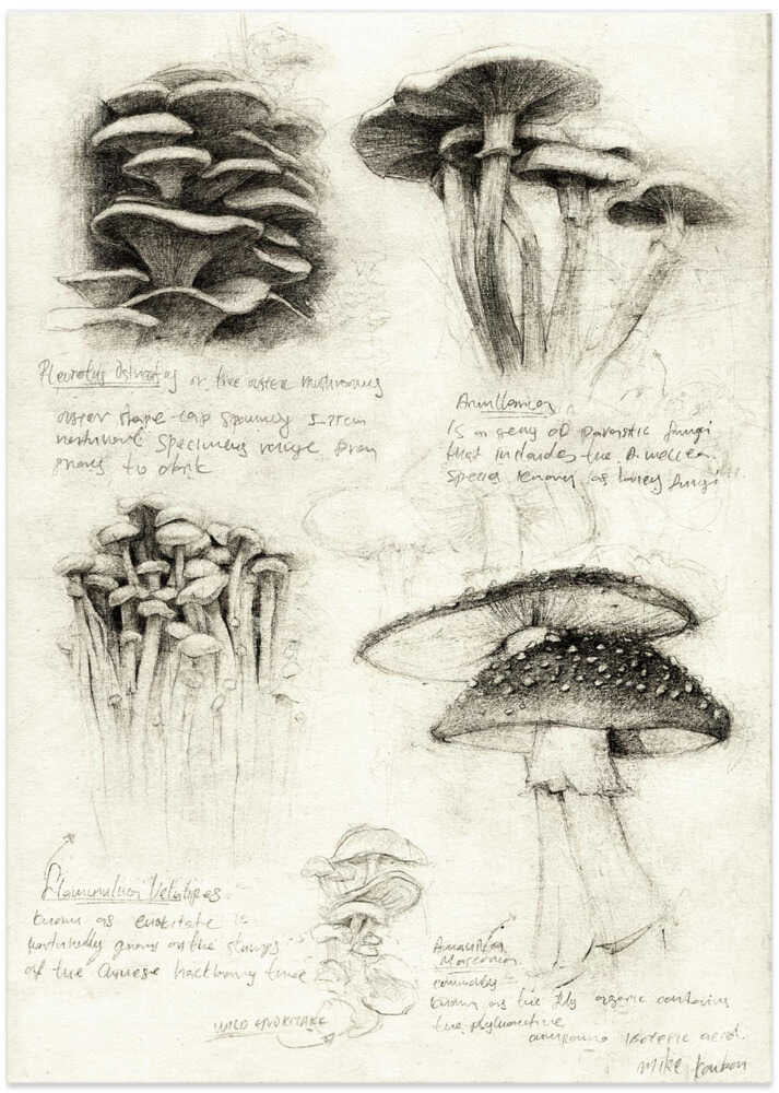 Various Botanical Mushrooms - Art Print by Mike Koubou
