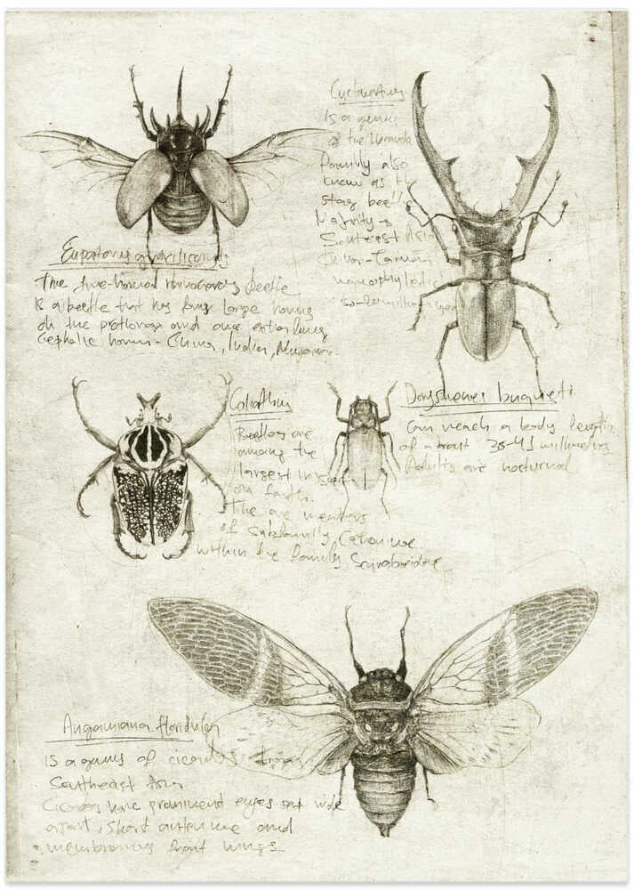 Sketches Of Cars And Insects - Art Print by Mike Koubou