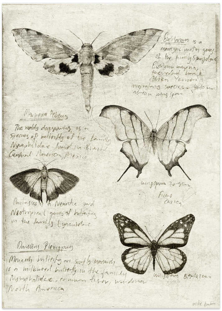 Butterfly Illustrations - Art Print by Mike Koubou
