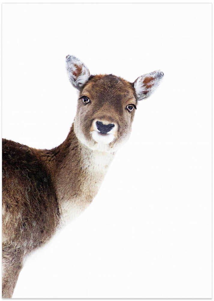 Deer Peekaboo White - Art Print by Monika Strigel