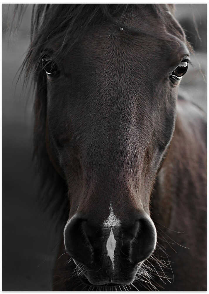 Dark Horse - Art Print by Monika Strigel
