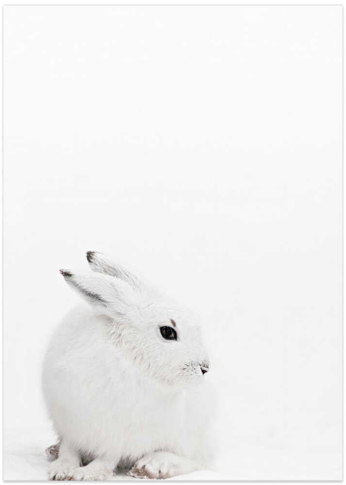 Arctic Hare - Art Print by Monika Strigel