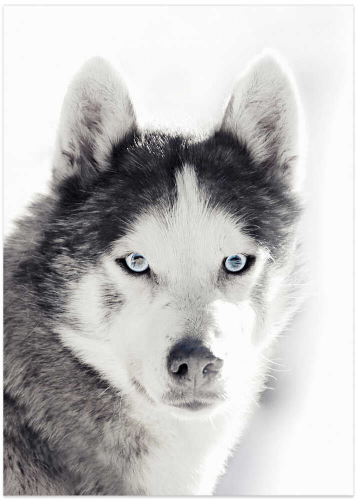 Husky Portrait - Art Print by Monika Strigel