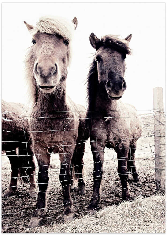 Iceland Horse Asti and Bessa - Art Print by Monika Strigel