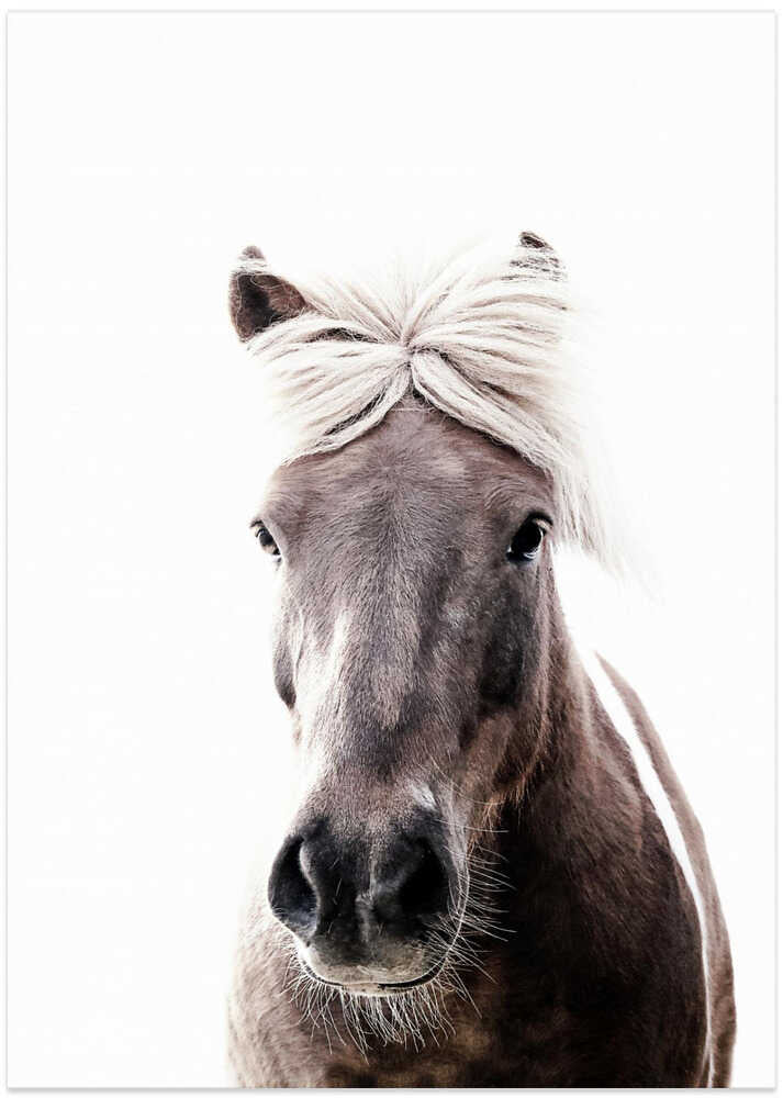 Iceland Horse Lucy - Art Print by Monika Strigel