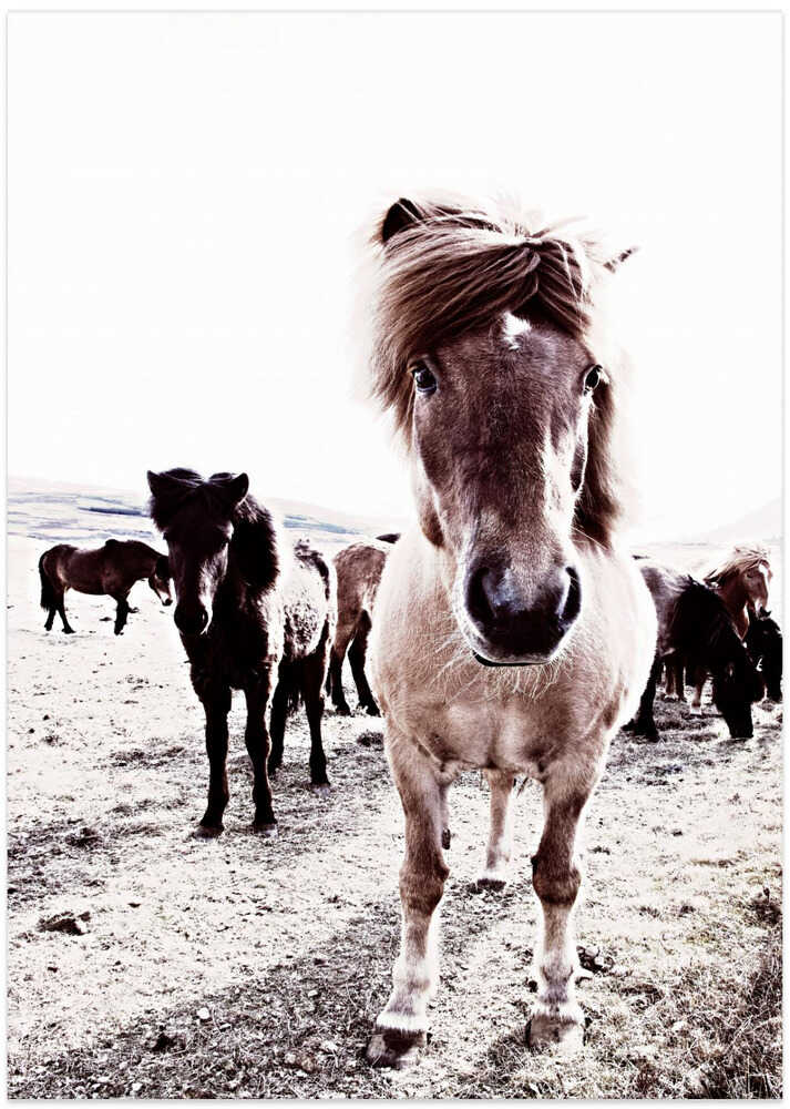 Iceland Horse Rikka - Art Print by Monika Strigel