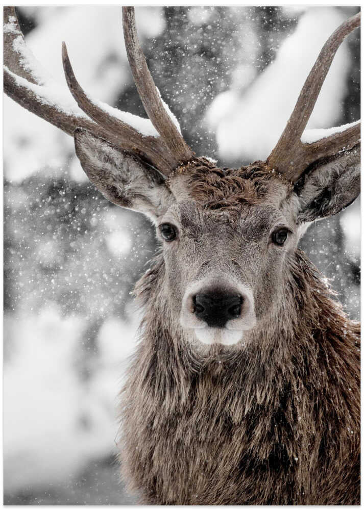 Winter Stag - Art Print by Monika Strigel