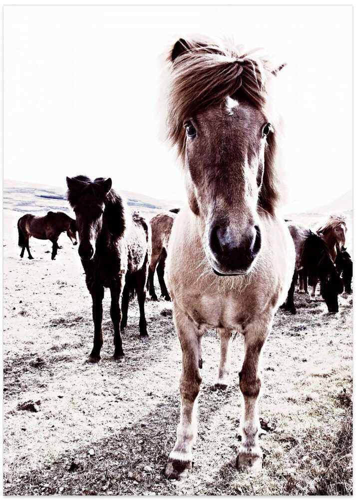 Iceland Horse Rikka - Art Print by Monika Strigel