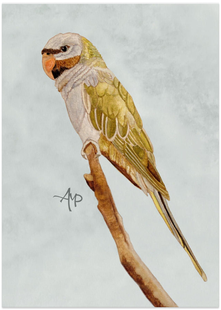 Derbyan Parakeet - Art Print by Angeles M. Pomata