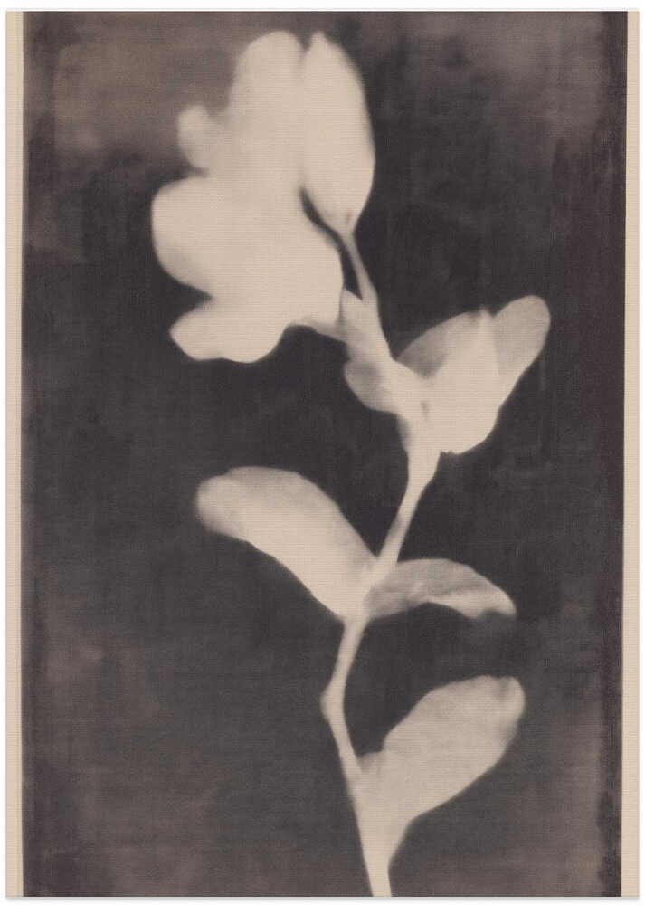 Fadedbloom - Art Print by Treechild