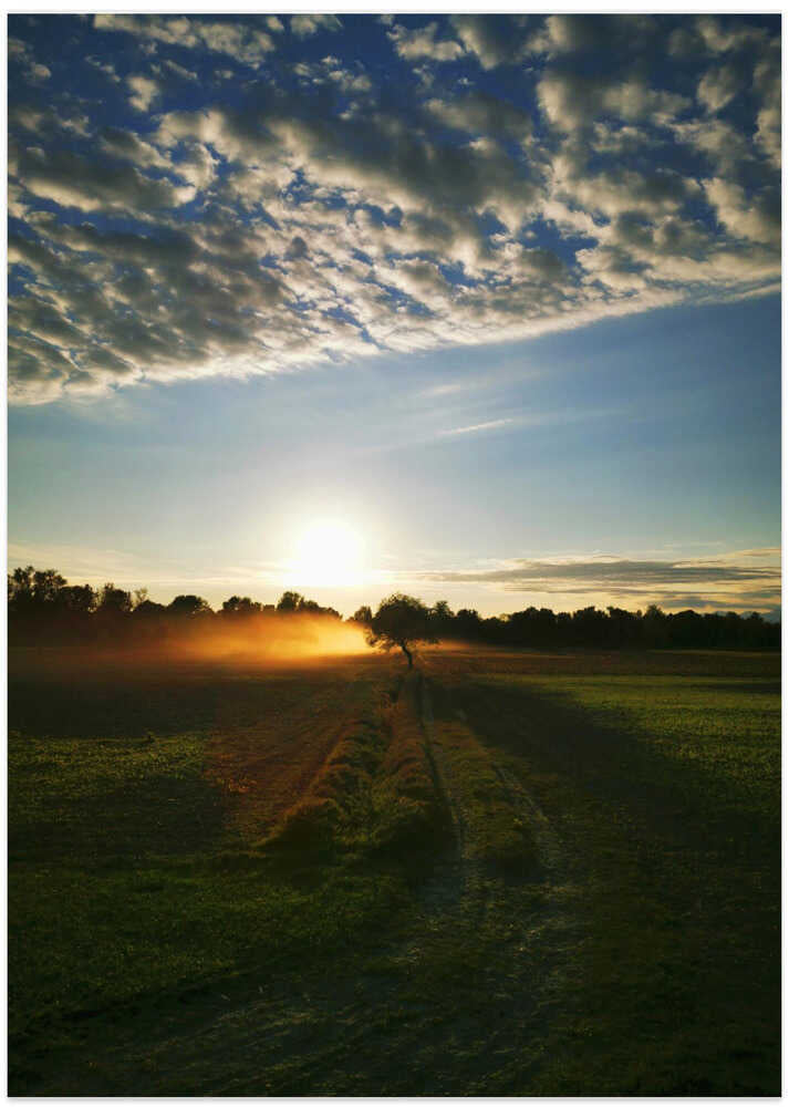 Sheep Dust - Art Print by Angelo Cerantola