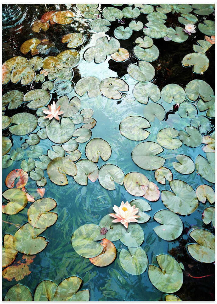 Waterlilies - Art Print by Angelo Cerantola