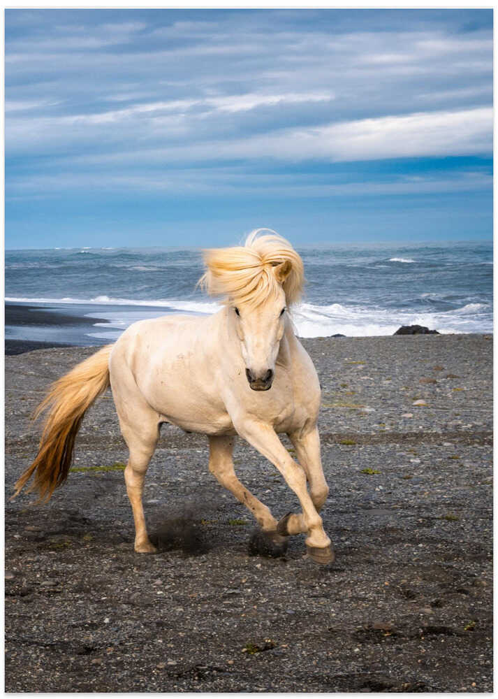 Icelandic Horse - Art Print by Benton Murphy