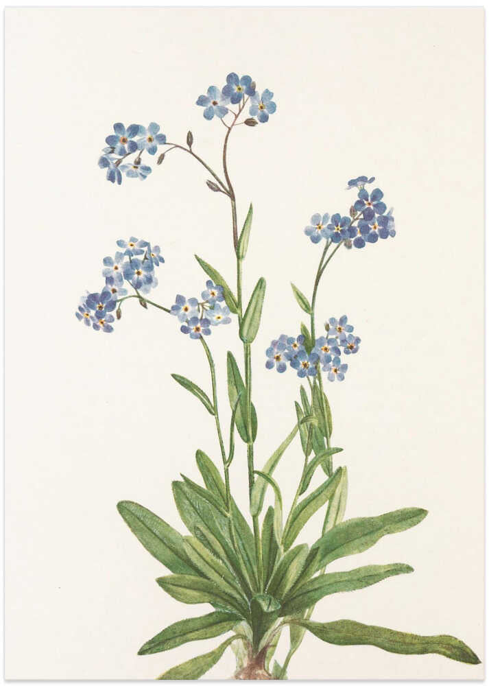 Alpine Forget Me Not From North American Wildflowers (1925) By Mary Vaux Walcott - Art Print by Mary Vaux Walcott