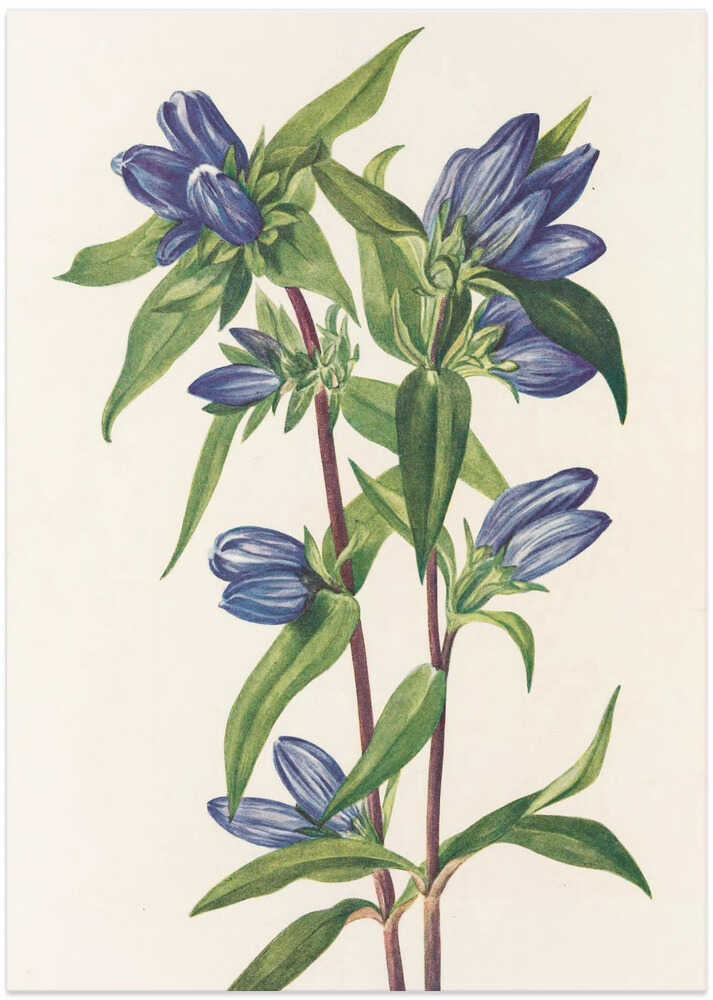 Bottle Gentian From North American Wildflowers (1925) By Mary Vaux Walcott - Art Print by Mary Vaux Walcott