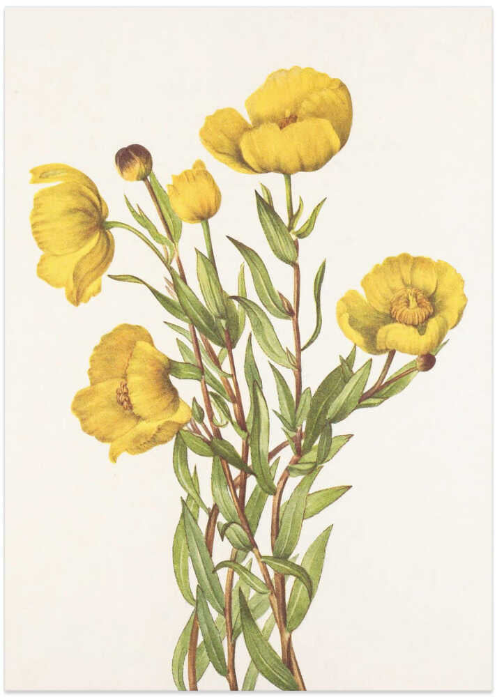 Bushpoppy From North American Wildflowers (1925) By Mary Vaux Walcott - Art Print by Mary Vaux Walcott