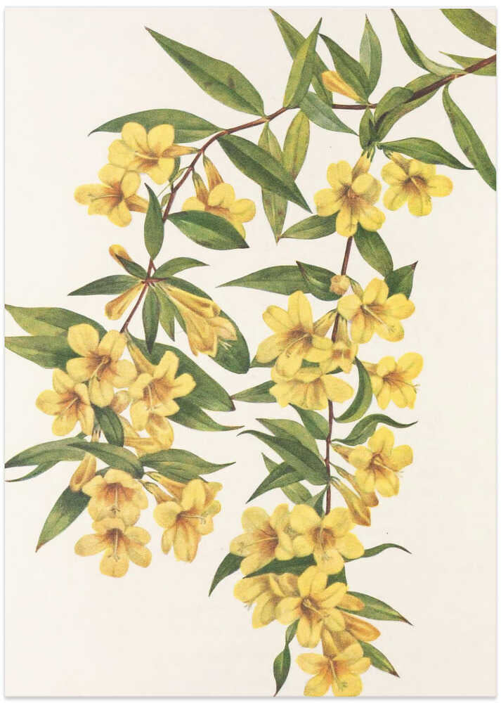 Carolina Jessamine From North American Wildflowers (1925) By Mary Vaux Walcott - Art Print by Mary Vaux Walcott