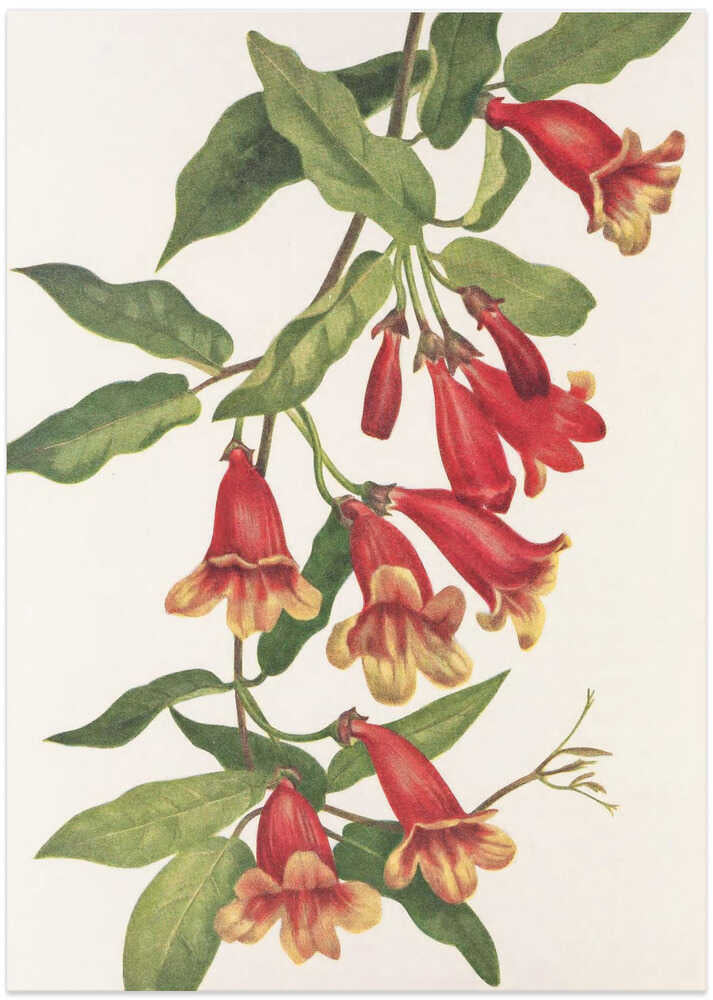 Crossvine From North American Wildflowers (1925) By Mary Vaux Walcott - Art Print by Mary Vaux Walcott