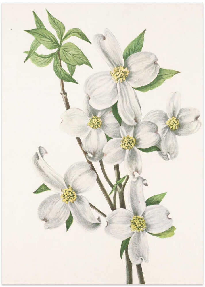 Flowering Dogwood From North American Wildflowers (1925) By Mary Vaux Walcott - Art Print by Mary Vaux Walcott