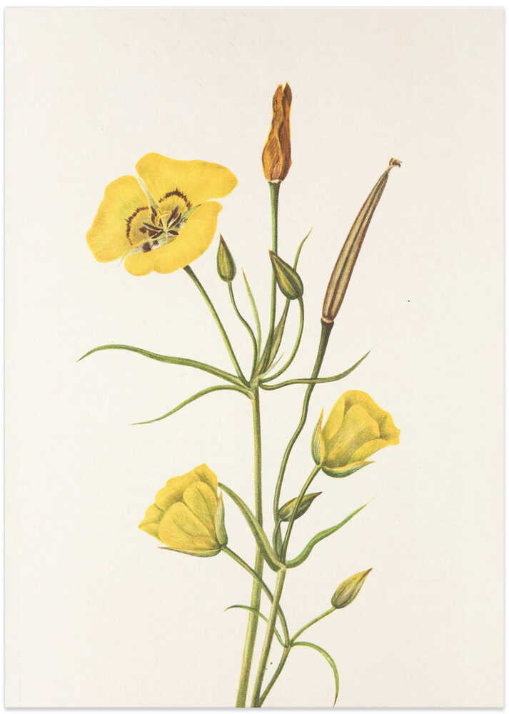 Goldenbowl Mariposa From North American Wildflowers (1925) By Mary Vaux Walcott - Art Print by Mary Vaux Walcott