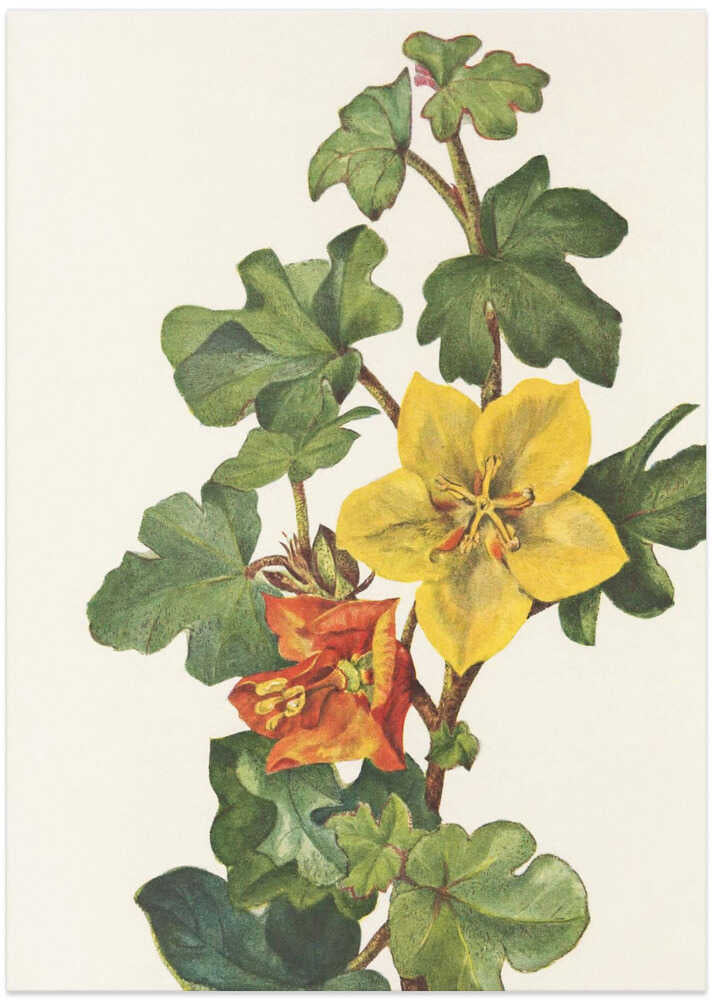 Mexican Fremontia From North American Wildflowers (1925) By Mary Vaux Walcott - Art Print by Mary Vaux Walcott