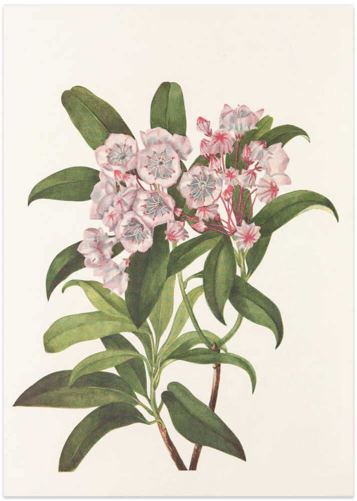 Mountain Laurel From North American Wildflowers (1925) By Mary Vaux Walcott - Art Print by Mary Vaux Walcott