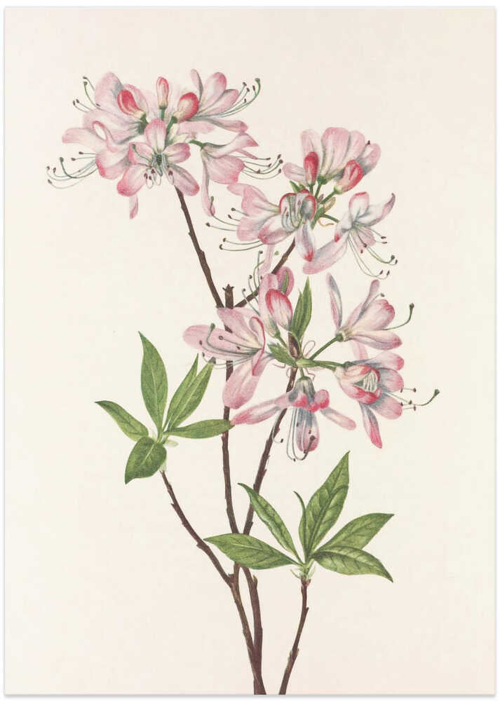 Pinkshell Azalea From North American Wildflowers (1925) By Mary Vaux Walcott - Art Print by Mary Vaux Walcott
