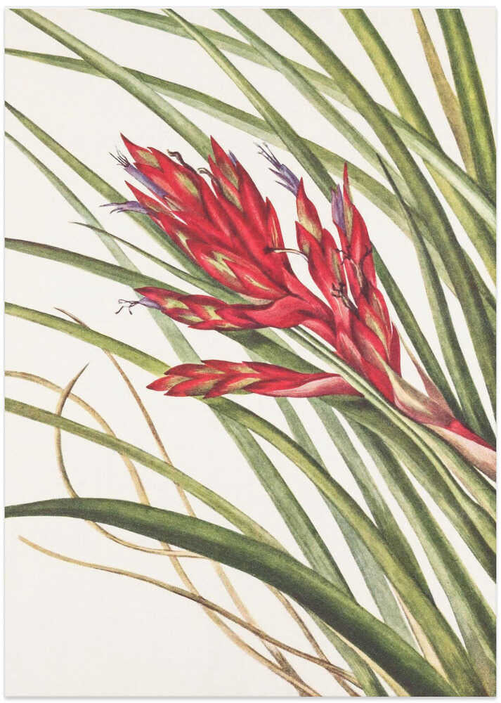 Quill Leaf Tillandsia From North American Wildflowers (1925) By Mary Vaux Walcott - Art Print by Mary Vaux Walcott