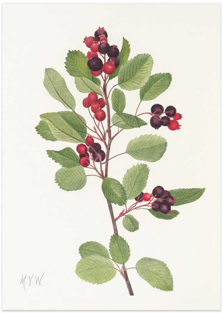 Saskatoon From North American Wildflowers (1925) By Mary Vaux Walcott - Art Print by Mary Vaux Walcott