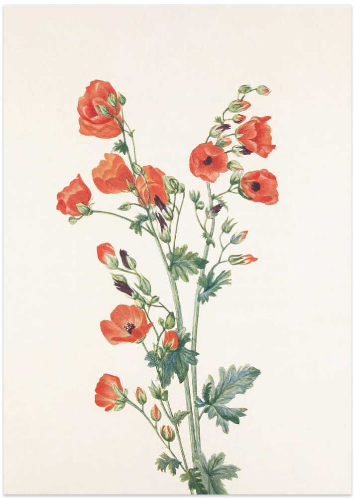 Scarlet Globe Mallow From North American Wildflowers (1925) By Mary Vaux Walcott - Art Print by Mary Vaux Walcott