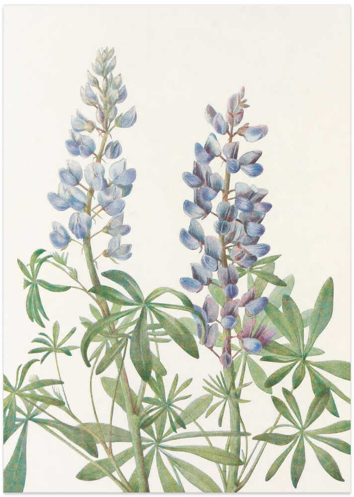 Sundial Lupine From North American Wildflowers (1925) By Mary Vaux Walcott - Art Print by Mary Vaux Walcott