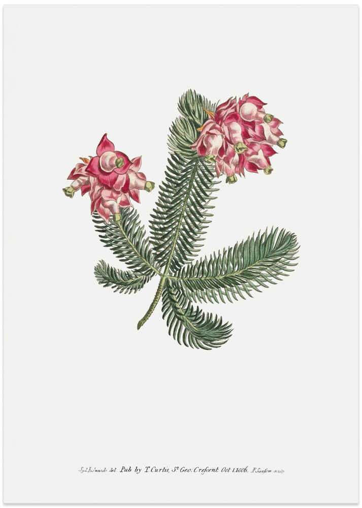 Erica Glauca   Flower Garden Displayed By Francis Sansom - Art Print by Francis Sansom