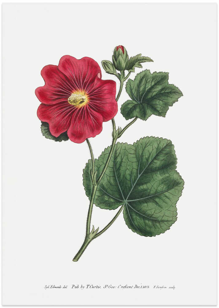 Alcea Rosea 1815   Flower Garden Displayed By Francis Sansom - Art Print by Francis Sansom