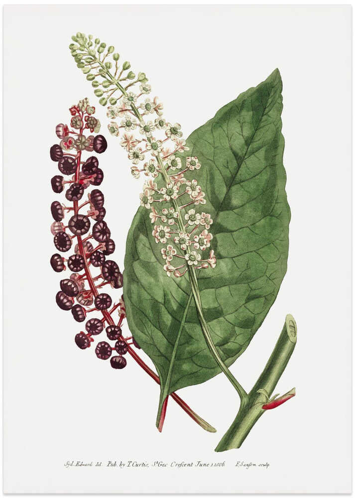 Phytolacca Decandra 1806 Flower Garden Displayed By Francis Sansom - Art Print by Francis Sansom