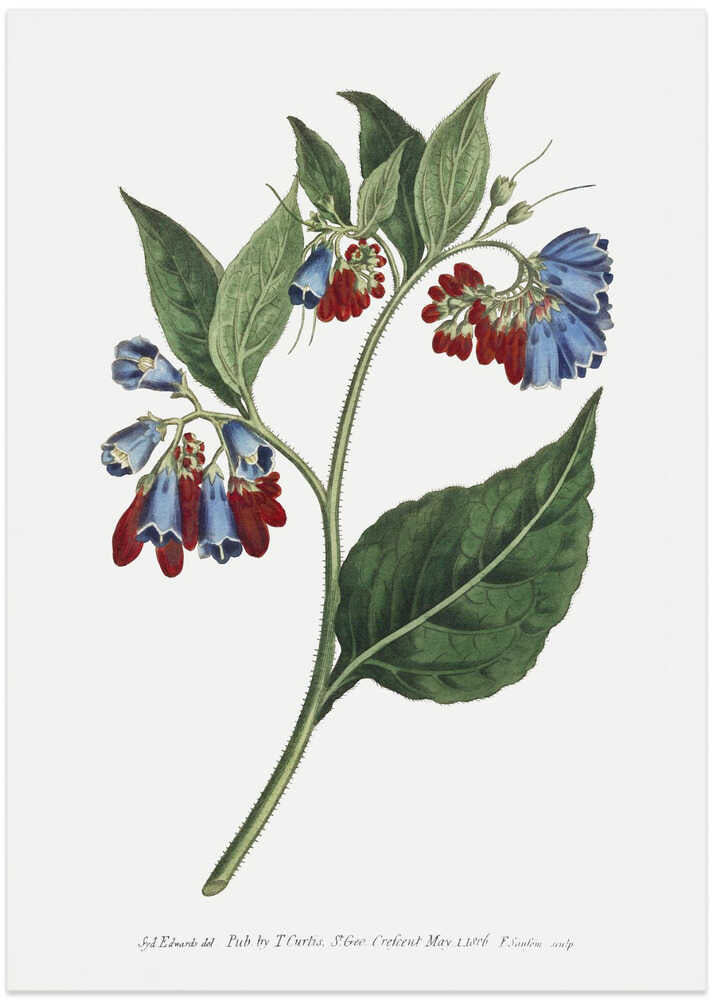 Symphyum Asperrim 1806   Flower Garden Displayed By Francis Sansom - Art Print by Francis Sansom