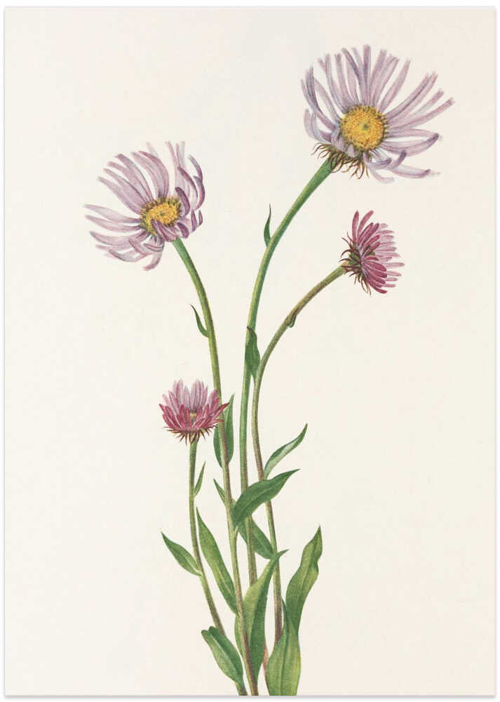 Alaska Fleabane From North American Wildflowers (1925) By Mary Vaux Walcott. - Art Print by Mary Vaux Walcott