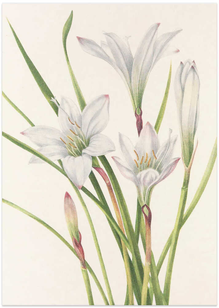 Atamasco Lily From North American Wildflowers (1925) By Mary Vaux Walcott - Art Print by Mary Vaux Walcott