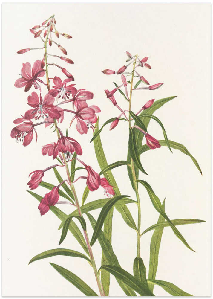 Fireweed From North American Wildflowers (1925) By Mary Vaux Walcott. - Art Print by Mary Vaux Walcott