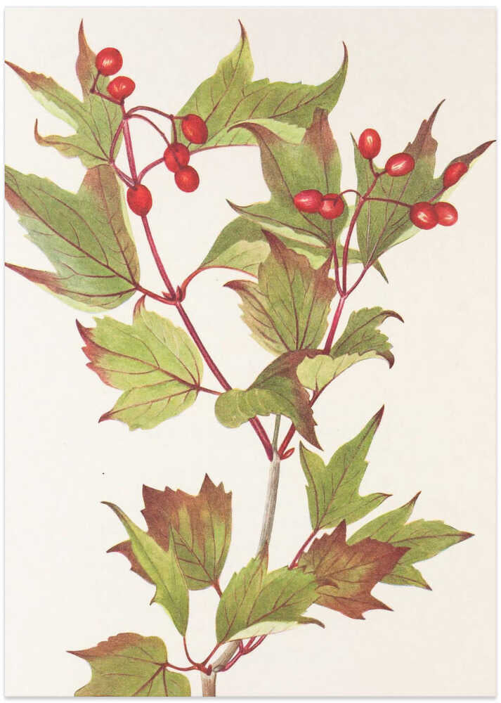 Guelder Rose From North American Wildflowers (1925) By Mary Vaux Walcott. - Art Print by Mary Vaux Walcott