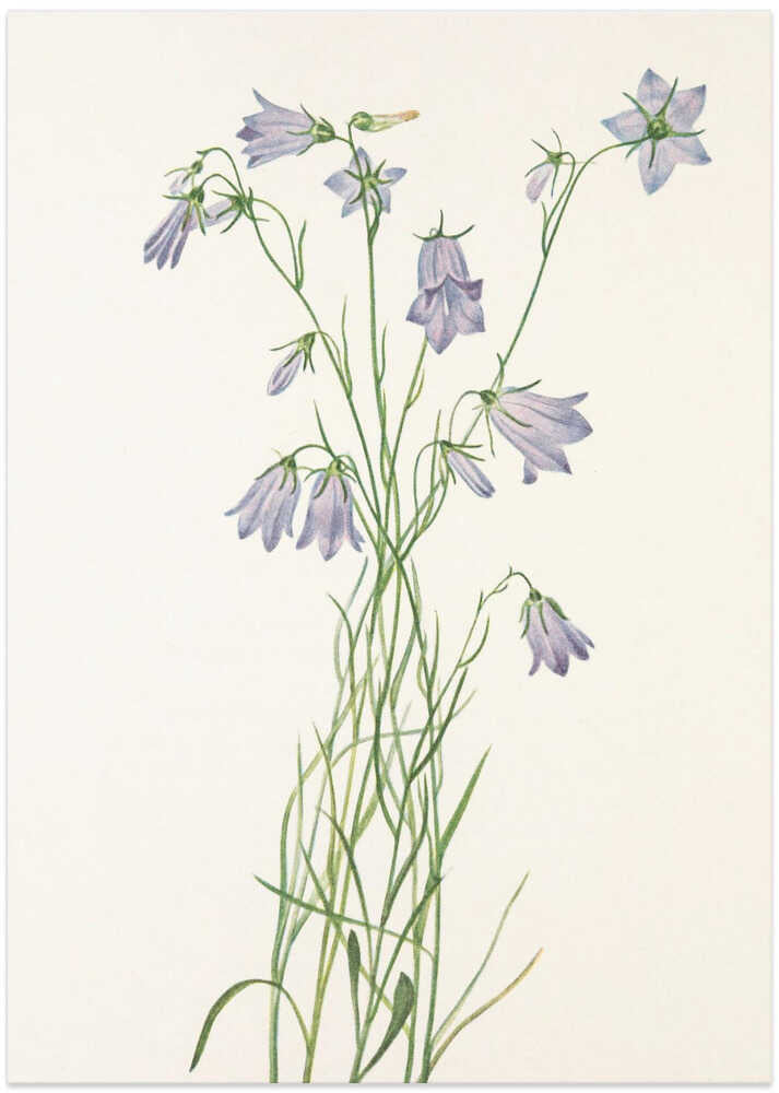 Harebell From North American Wildflowers (1925) By Mary Vaux Walcott - Art Print by Mary Vaux Walcott