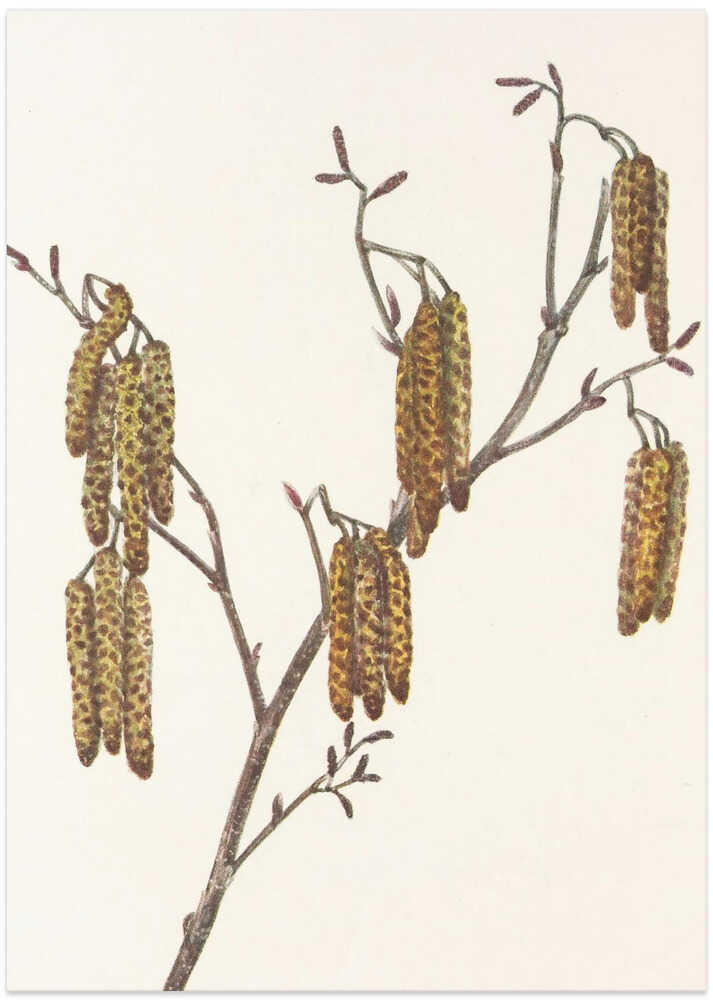 Hazel Alder (alnus Regosa) From North American Wildflowers (1925) By Mary Vaux Walcott. - Art Print by Mary Vaux Walcott