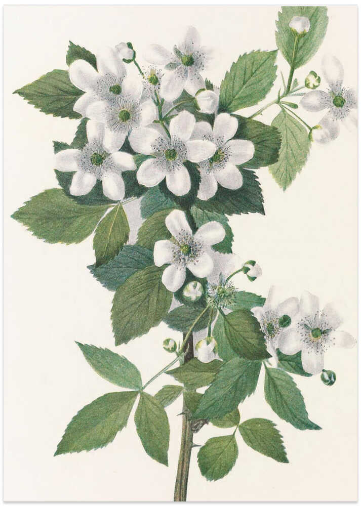 Highbush Blackberry From North American Wildflowers (1925) By Mary Vaux Walcott. - Art Print by Mary Vaux Walcott