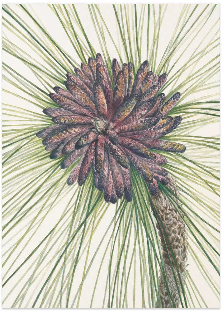 Longleaf Pine From North American Wildflowers (1925) By Mary Vaux Walcott. - Art Print by Mary Vaux Walcott