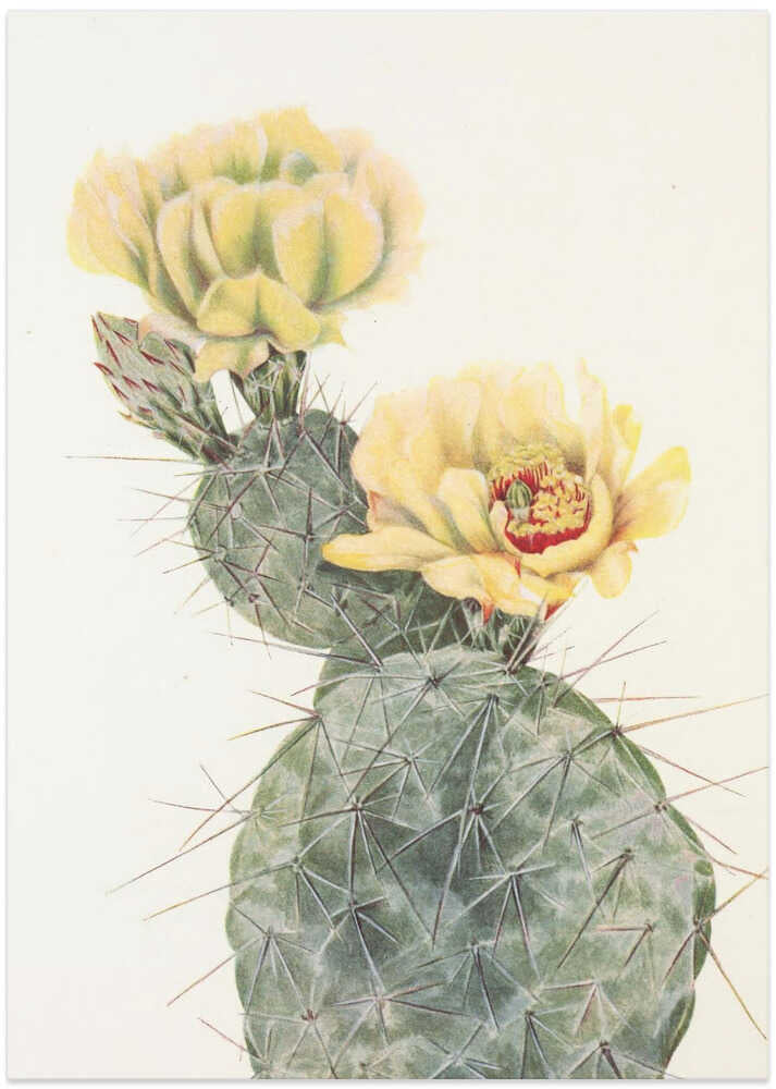 Missouri Prickly Pear From North American Wildflowers (1925) By Mary Vaux Walcott. - Art Print by Mary Vaux Walcott