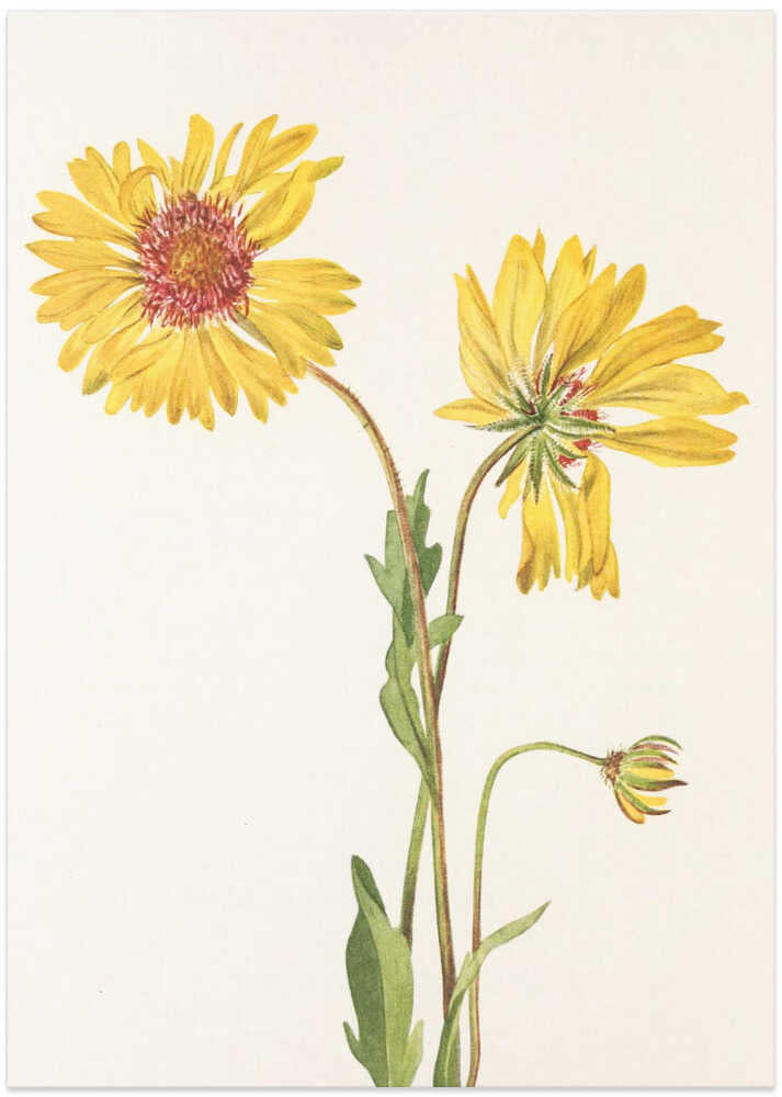 Perennial Gaillardia From North American Wildflowers (1925) By Mary Vaux Walcott. - Art Print by Mary Vaux Walcott