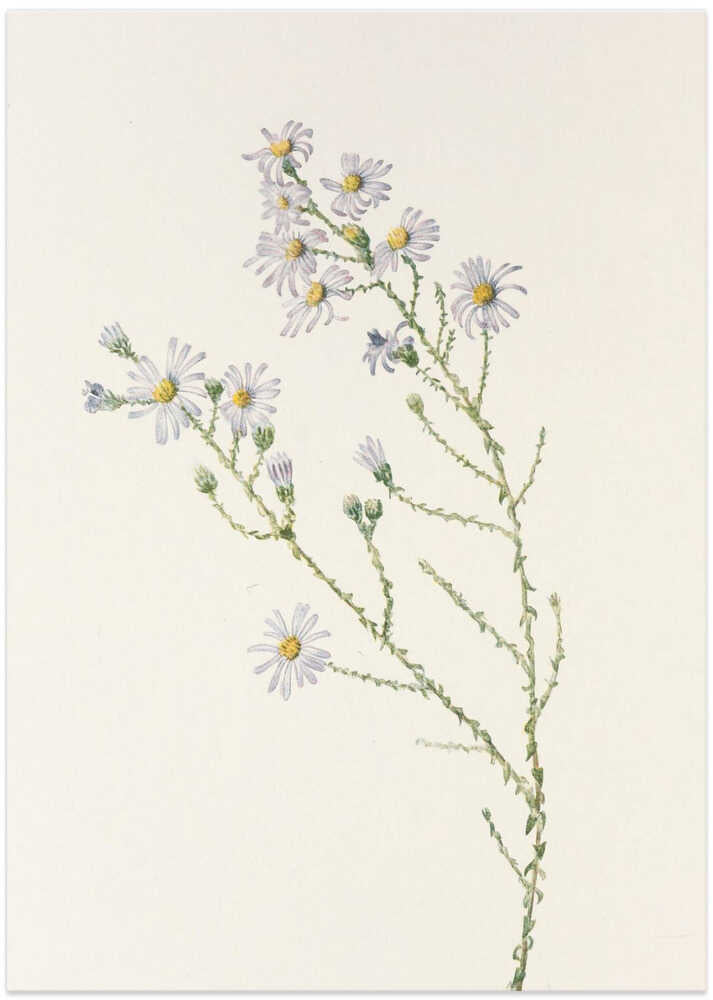 Pineland Aster From North American Wildflowers (1925) By Mary Vaux Walcott. - Art Print by Mary Vaux Walcott